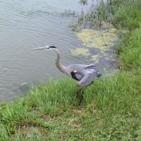 Great Blue Heron of Lake Kyle