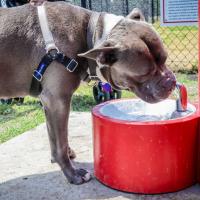 Kyle Dog Park water fountain by Michael Cariaga