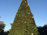 City of Kyle Christmas tree