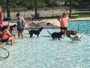 Dogs enjoy doggie dip