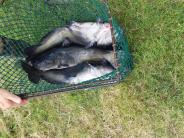 Channel Catfish Stocking 9.2.14 